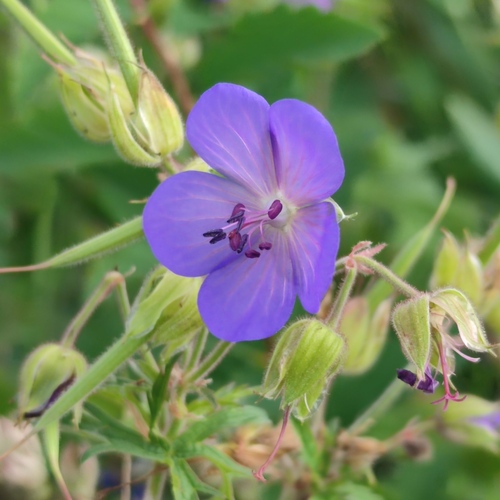 Cranesbill 'Karmina'