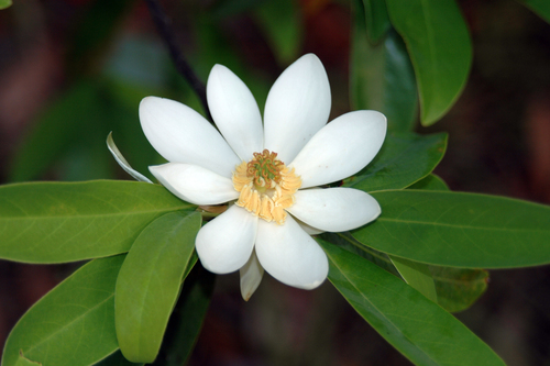 Sweetbay Magnolia 'Moonglow'