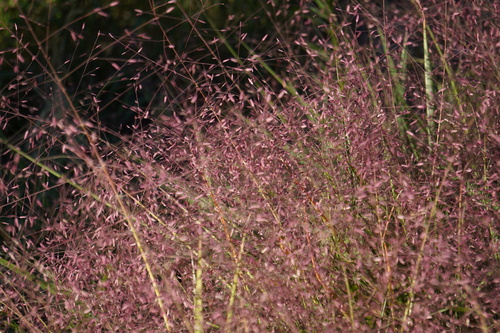 Purple Love Grass