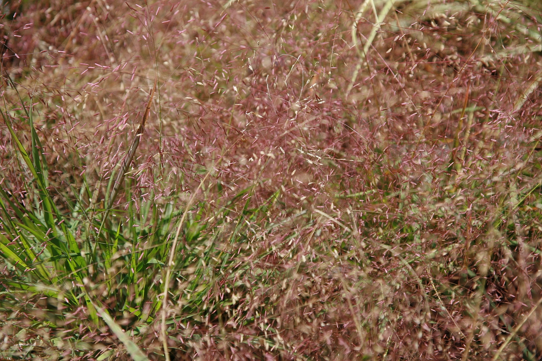 Purple Love Grass