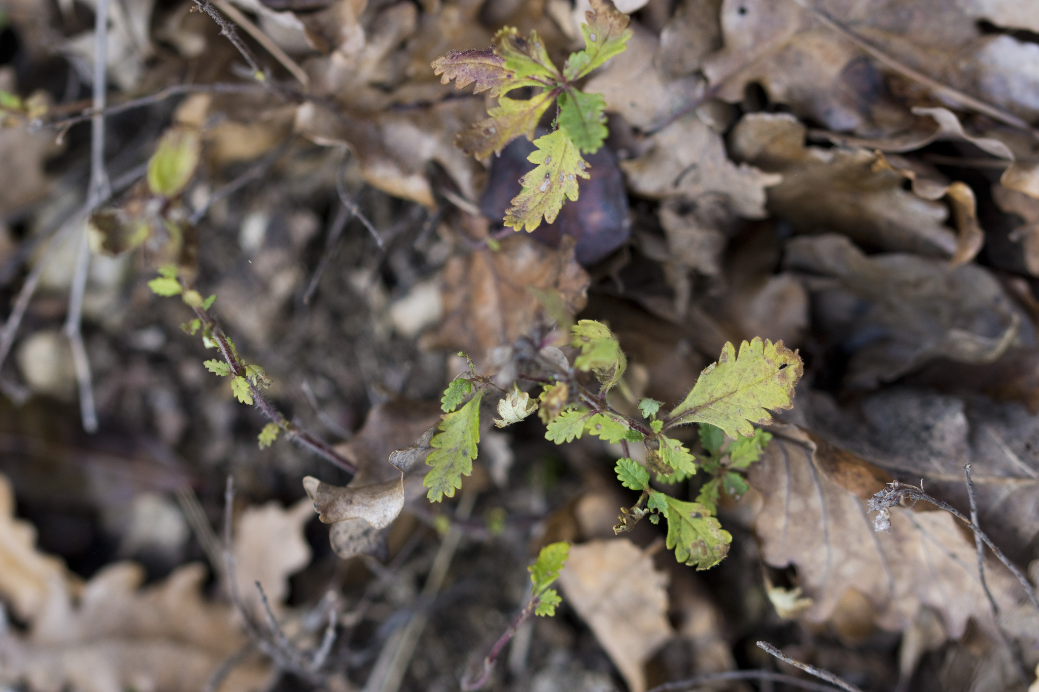 Wall Germander