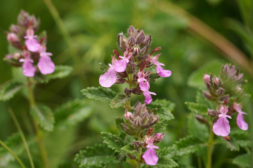 Wall Germander