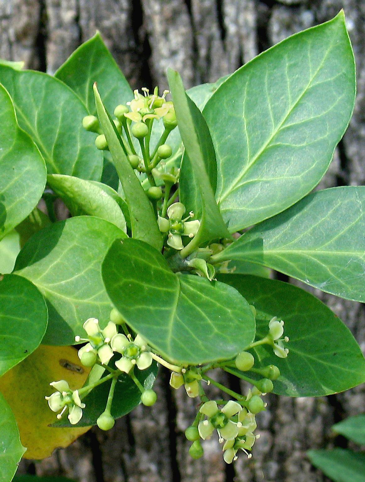 Coloratus Wintercreeper