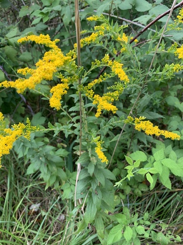 Goldenrod