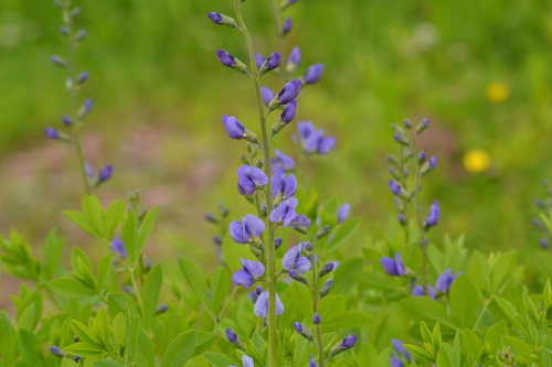 False Indigo