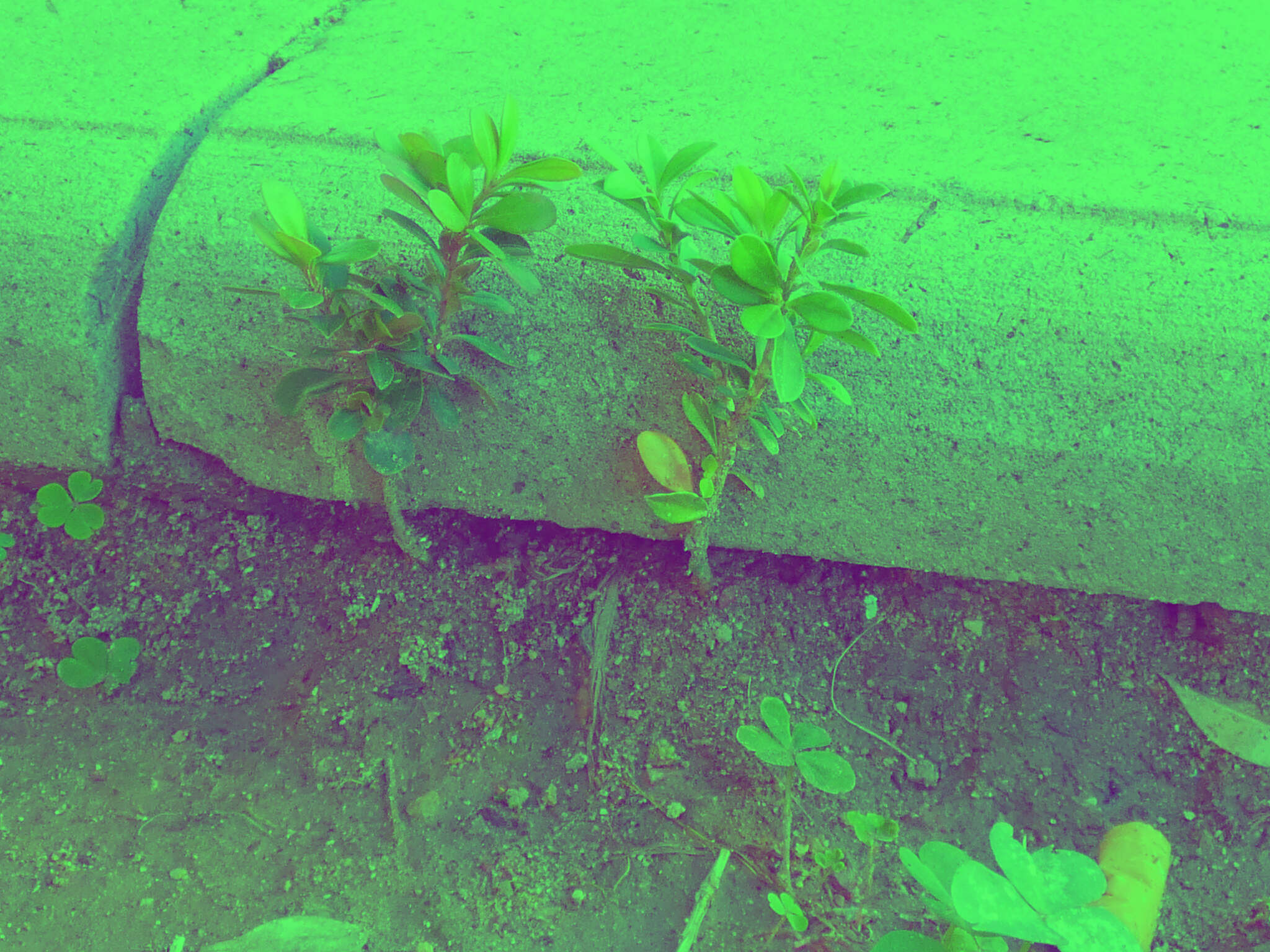 Littleleaf Boxwood