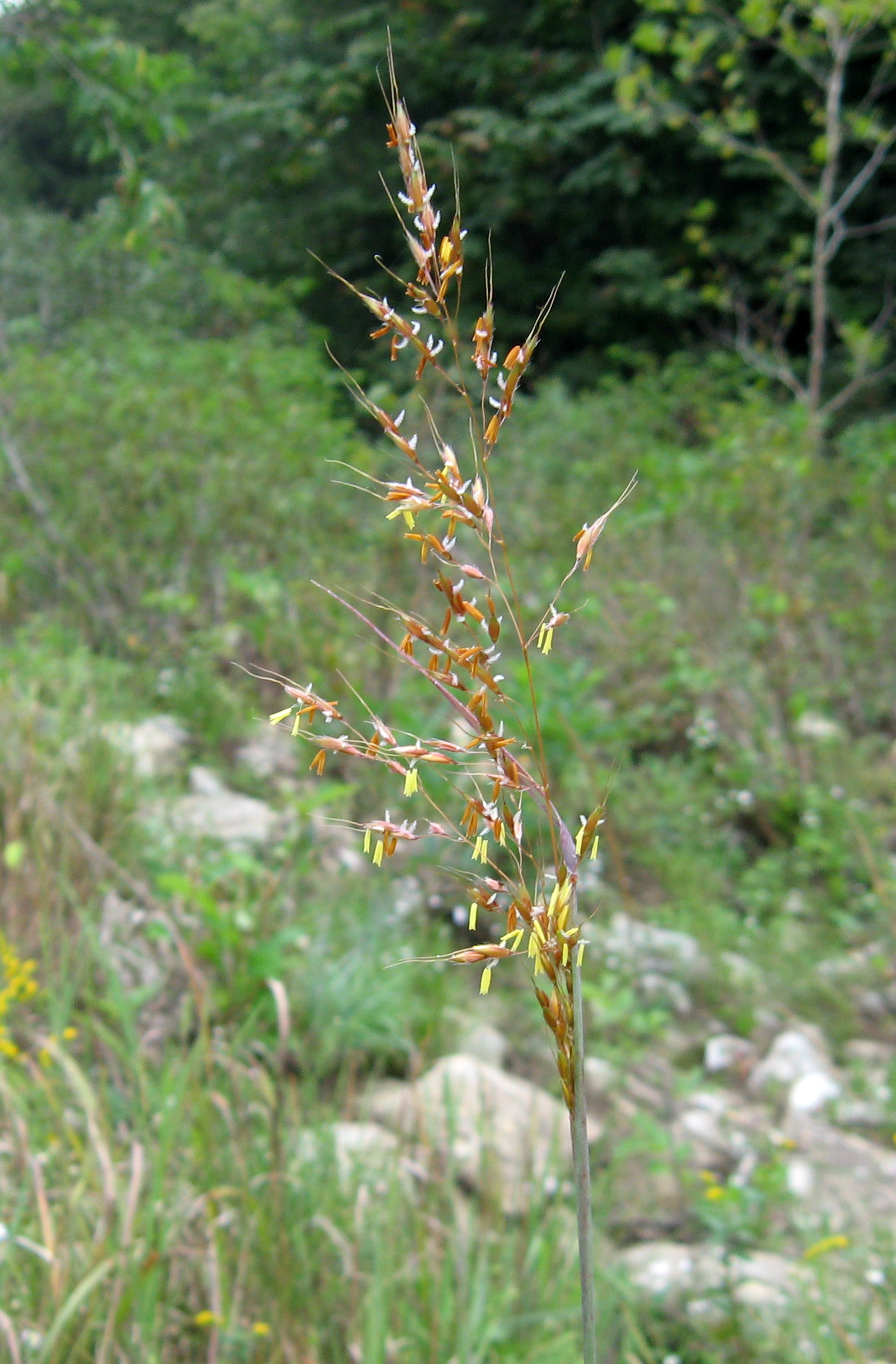Golden Sunset Yellow Indian Grass