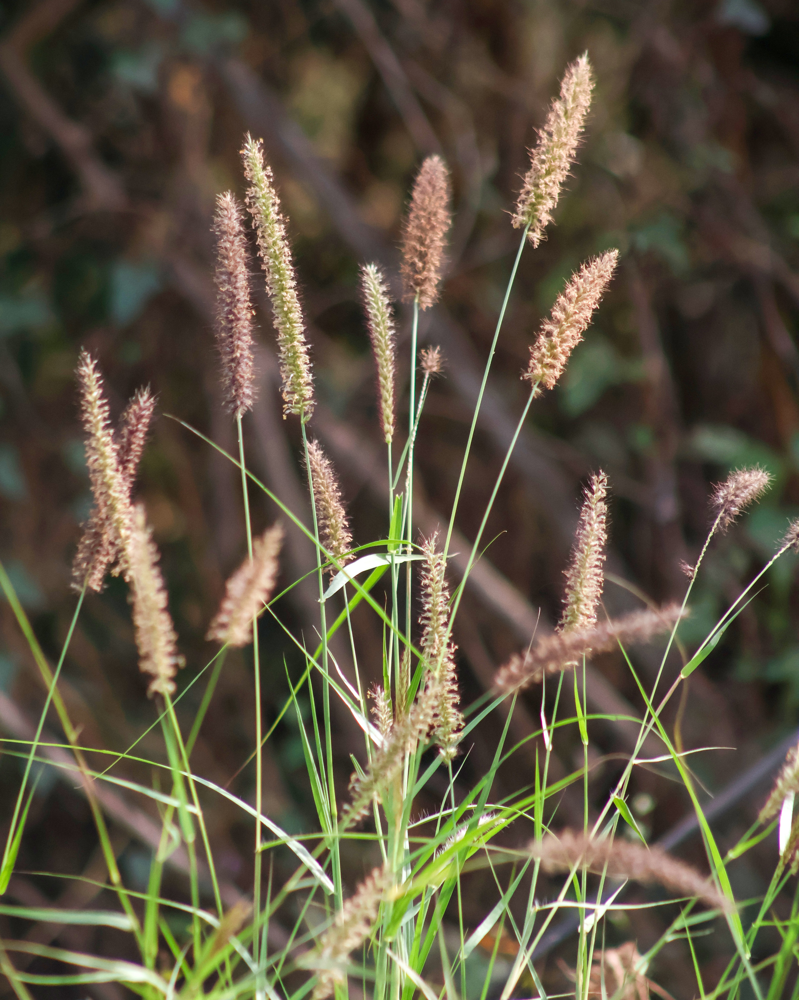 Red Head Fountain Grass