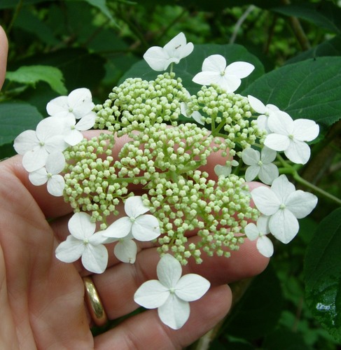 Proven Winners Smooth Hydrangea True
