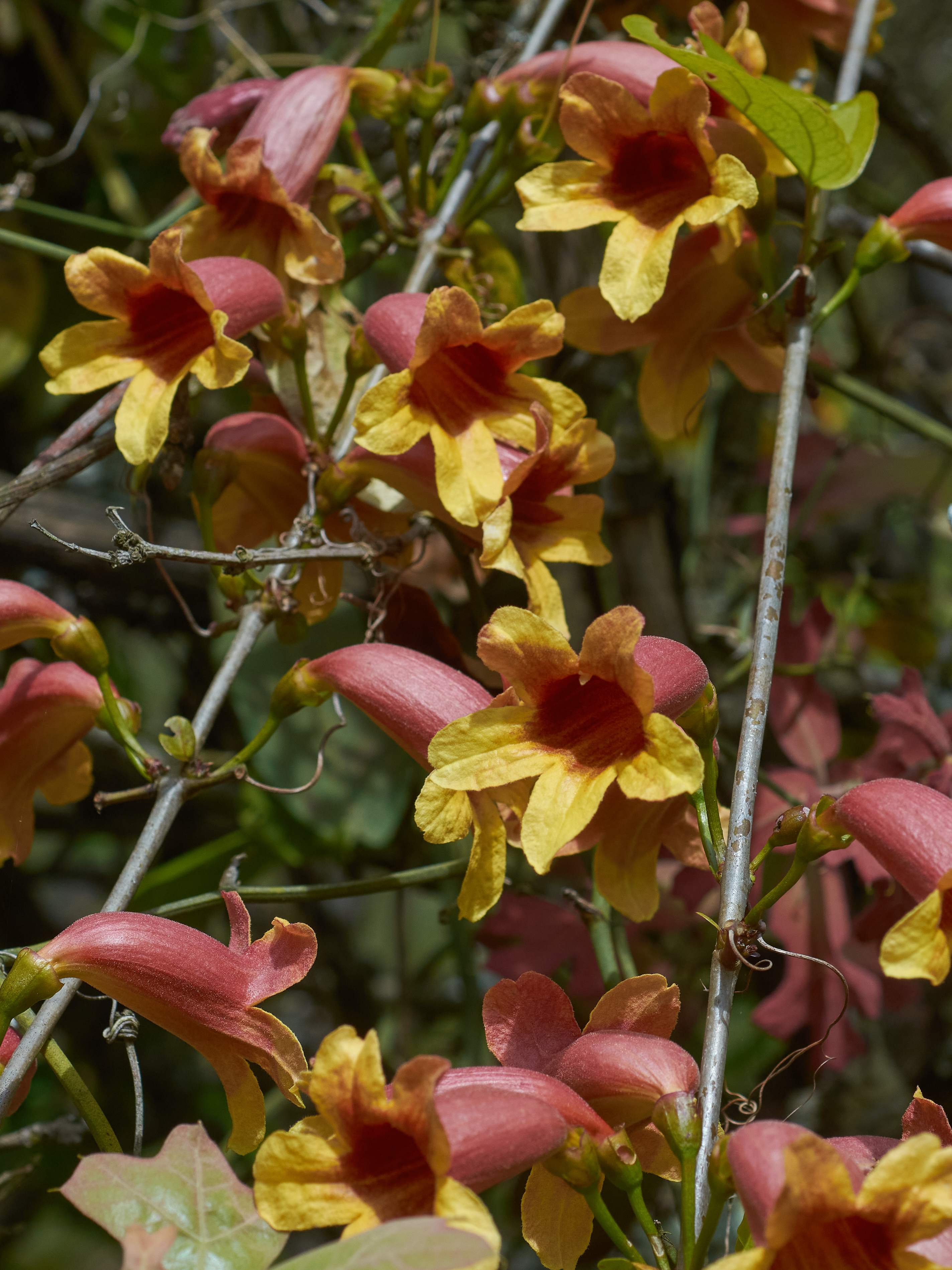 Tangerine Beauty Cross Vine Staked