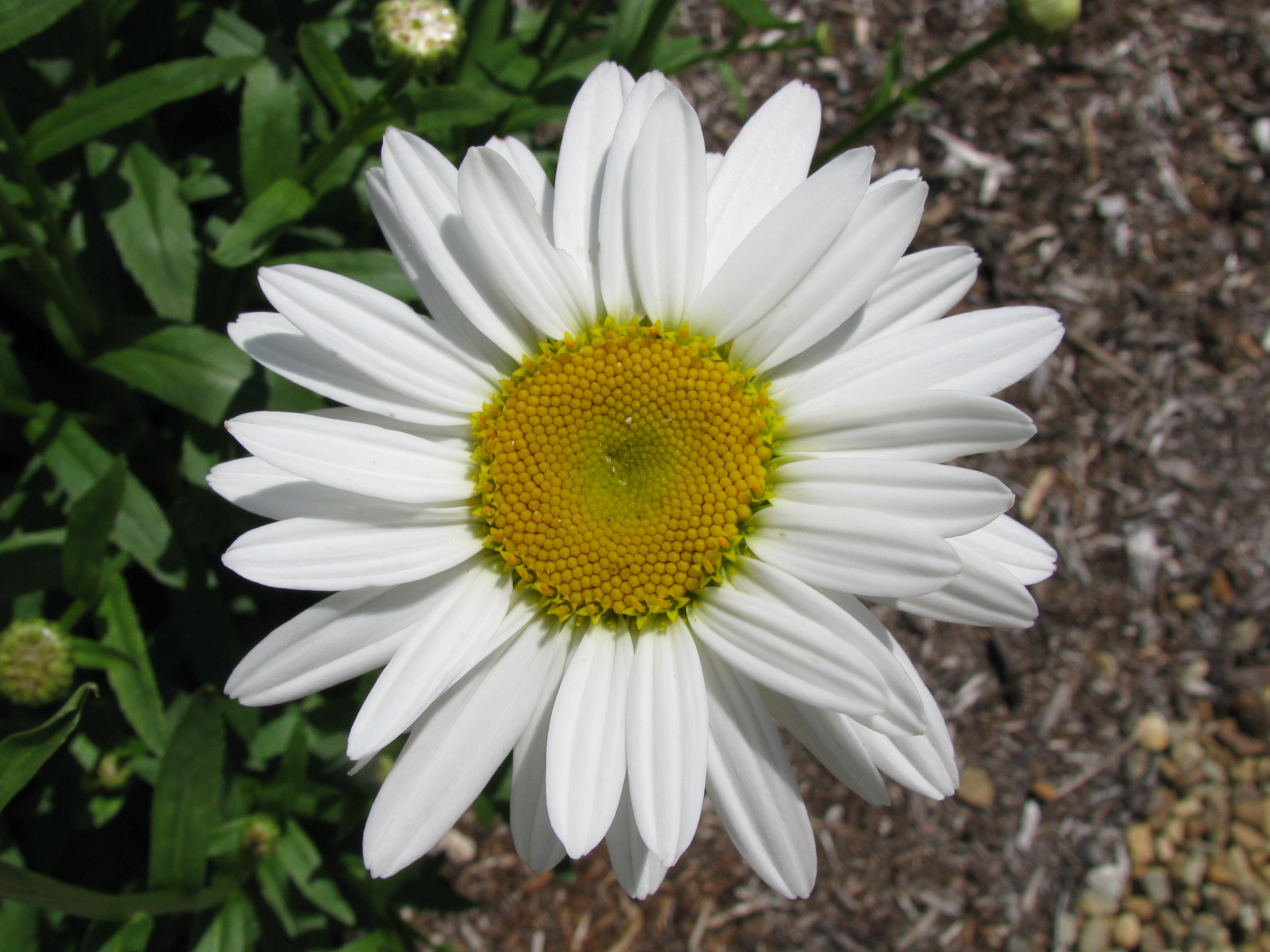 Shasta Daisy True