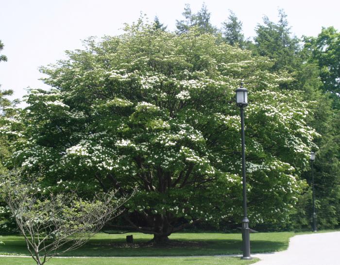 Chinese Dogwood 'National'