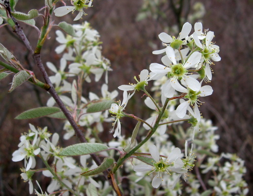 Shadblow Serviceberry