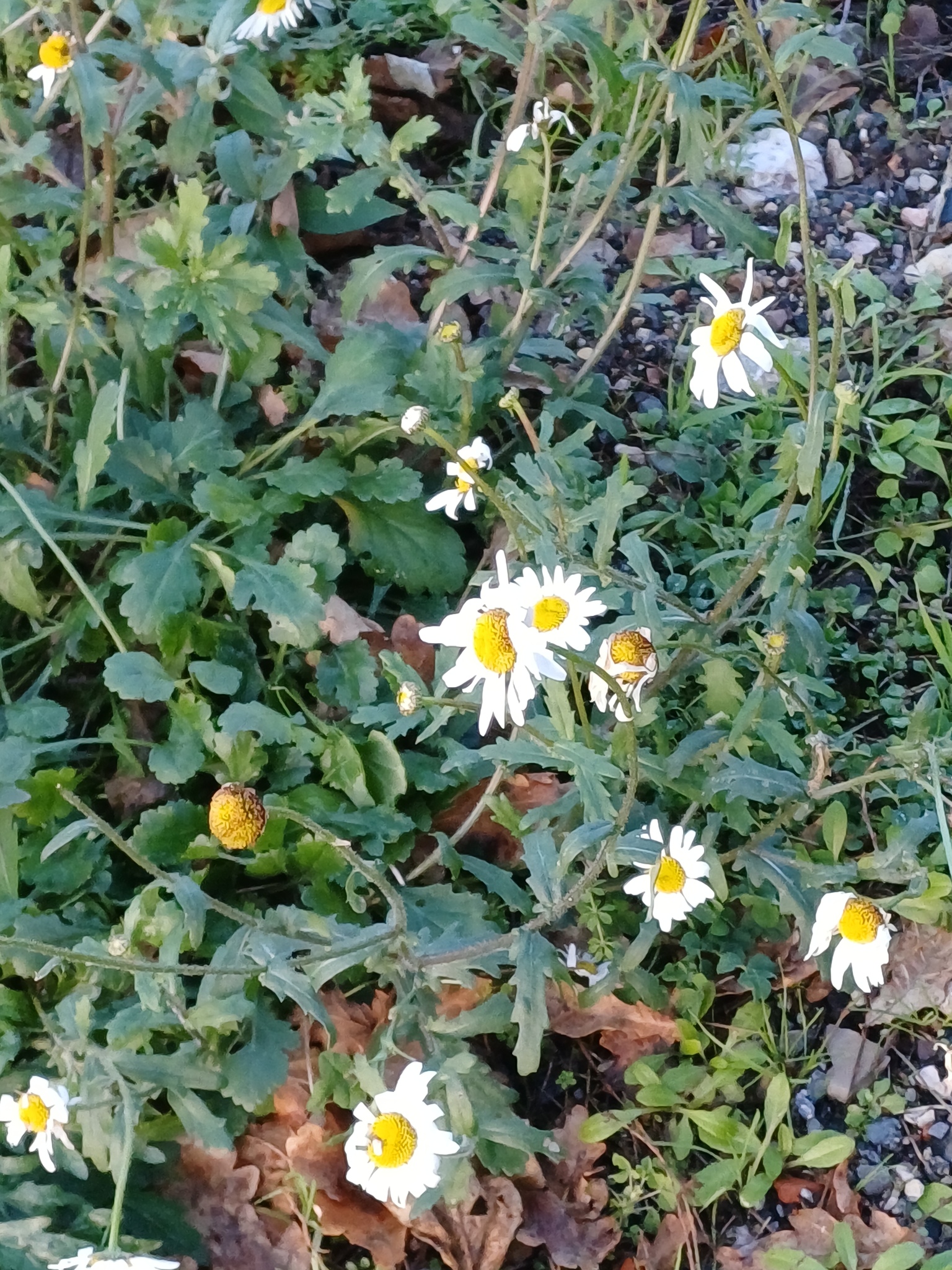 Shasta Daisy