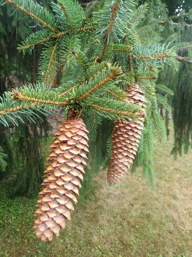 Birds Nest Spruce