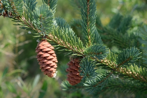 Dwarf Alberta Spruce