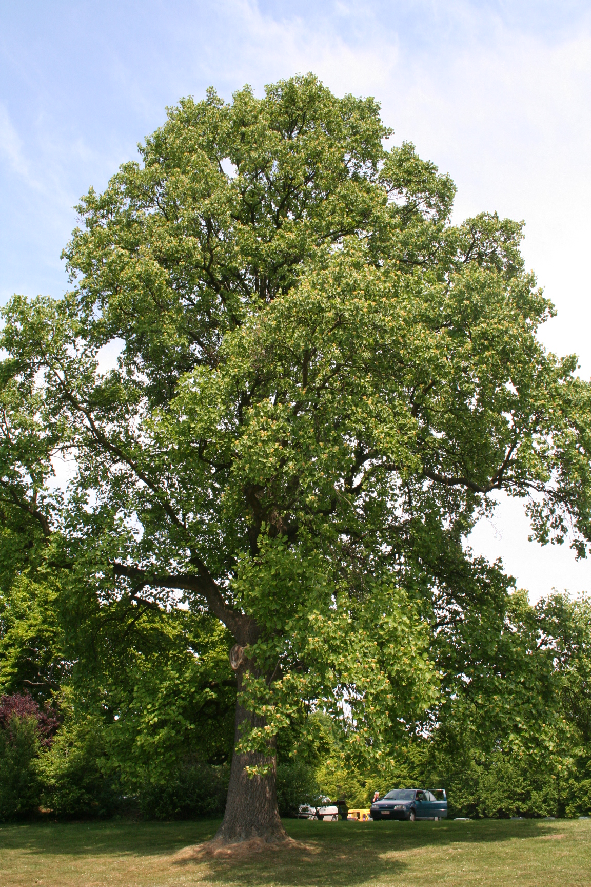 Tulip Tree 'Emerald City'