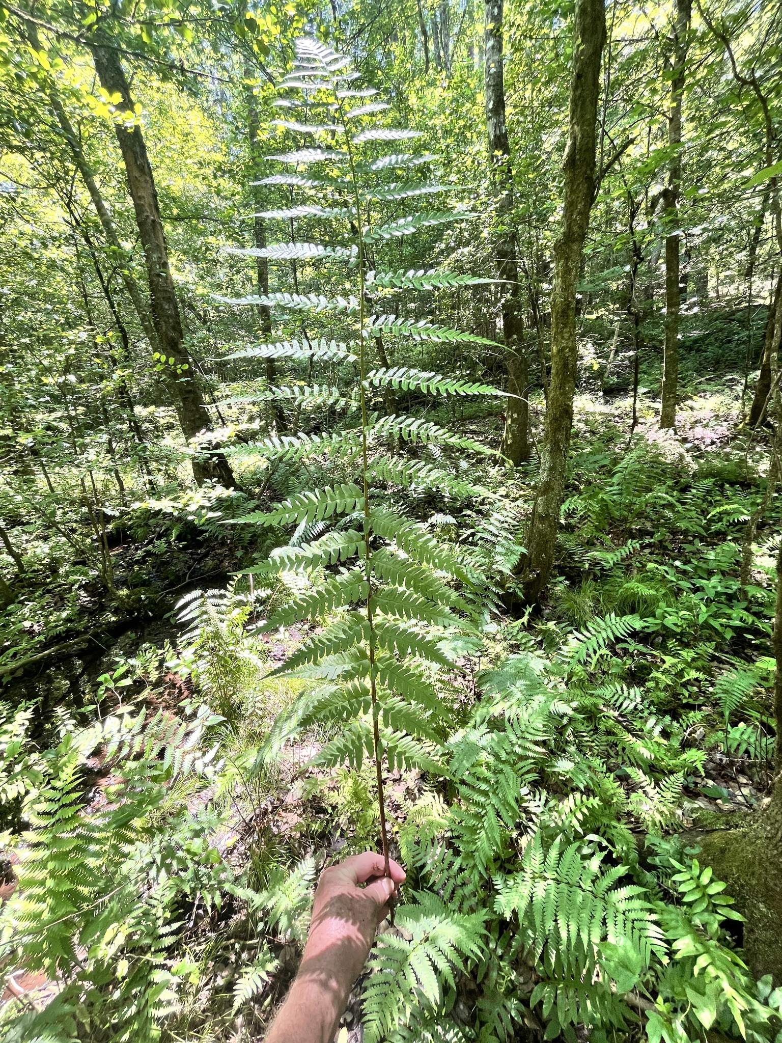 Dixie Wood Fern