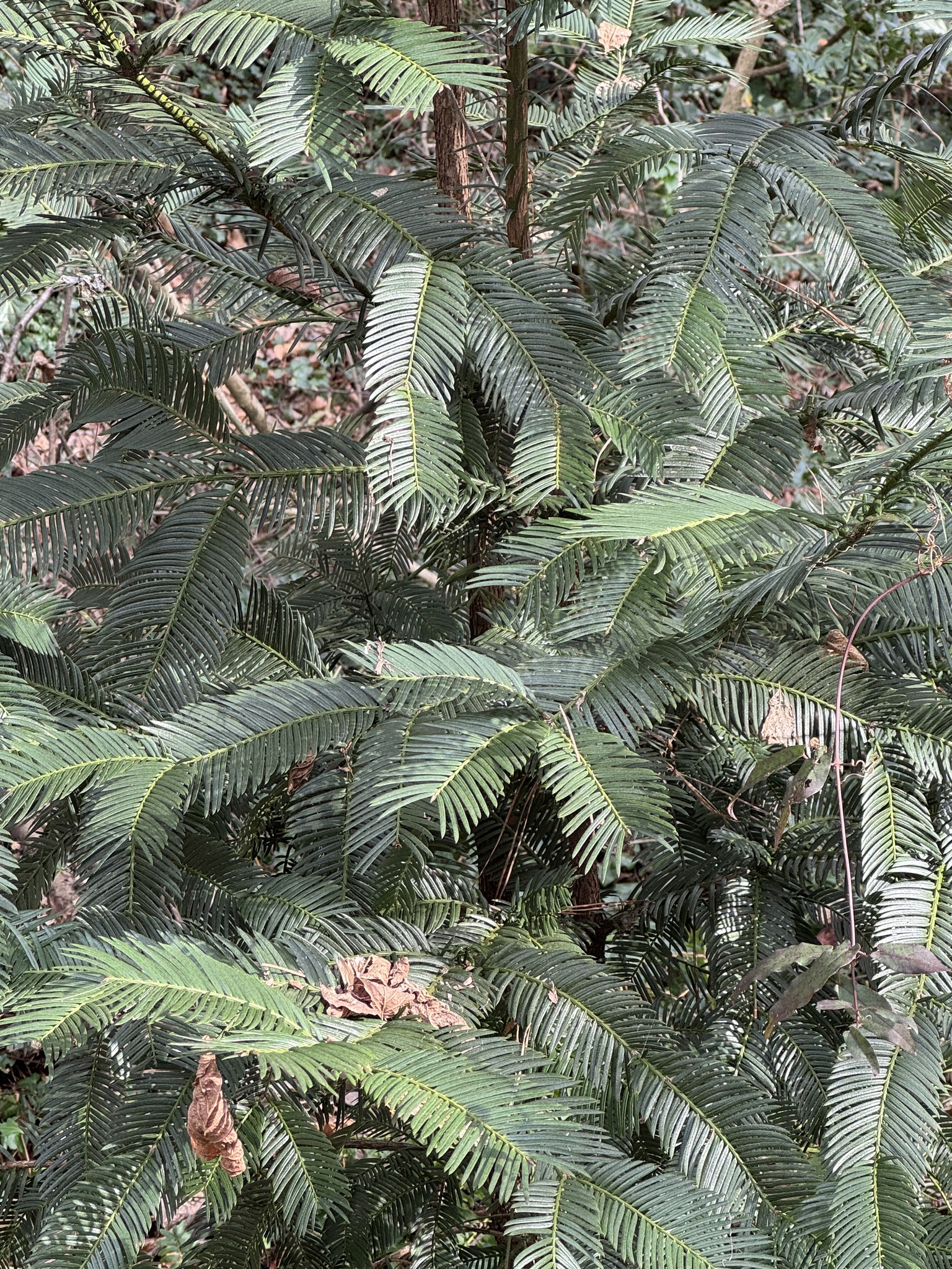 Japanese Plum Yew