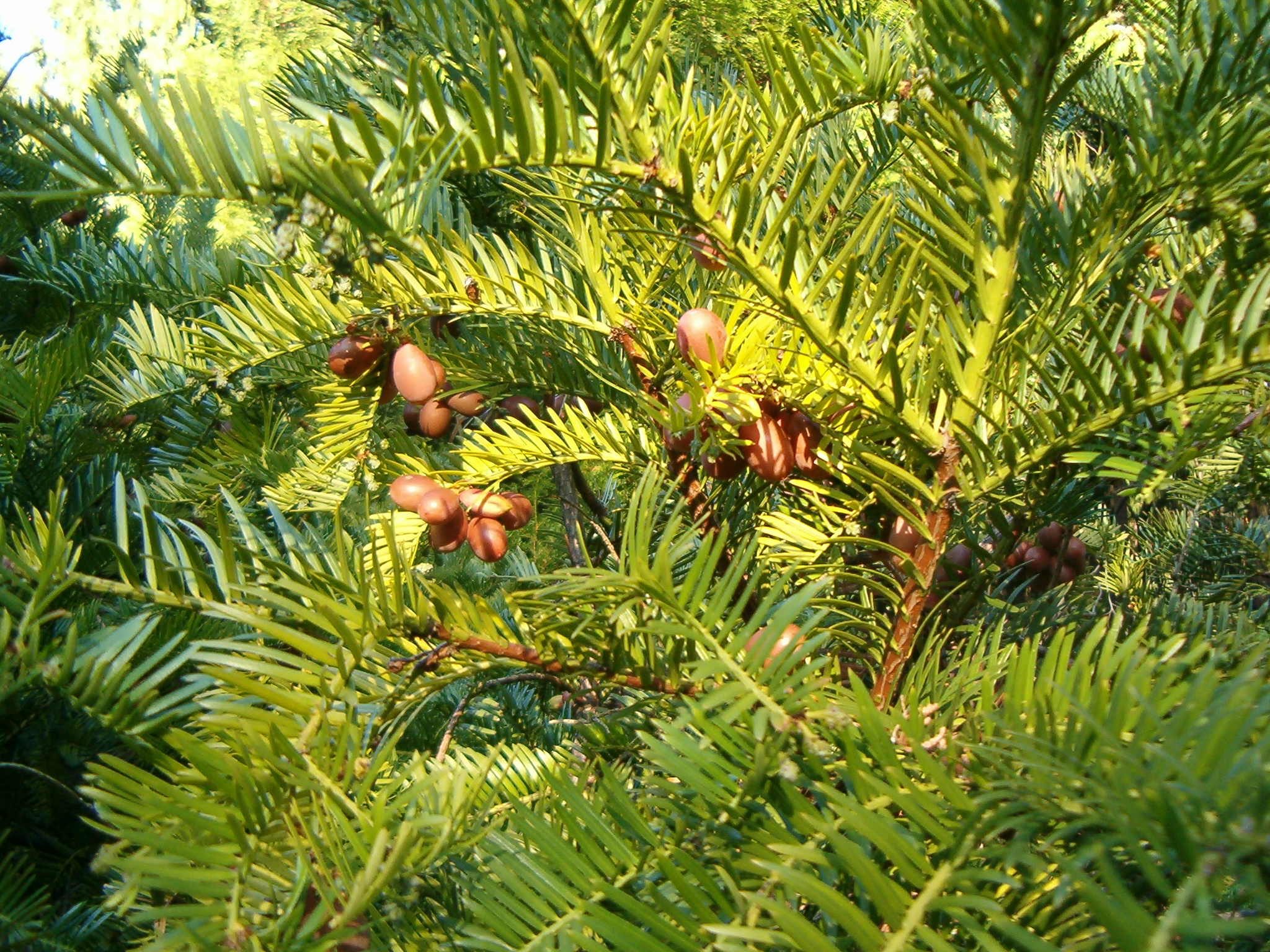 Japanese Plum Yew