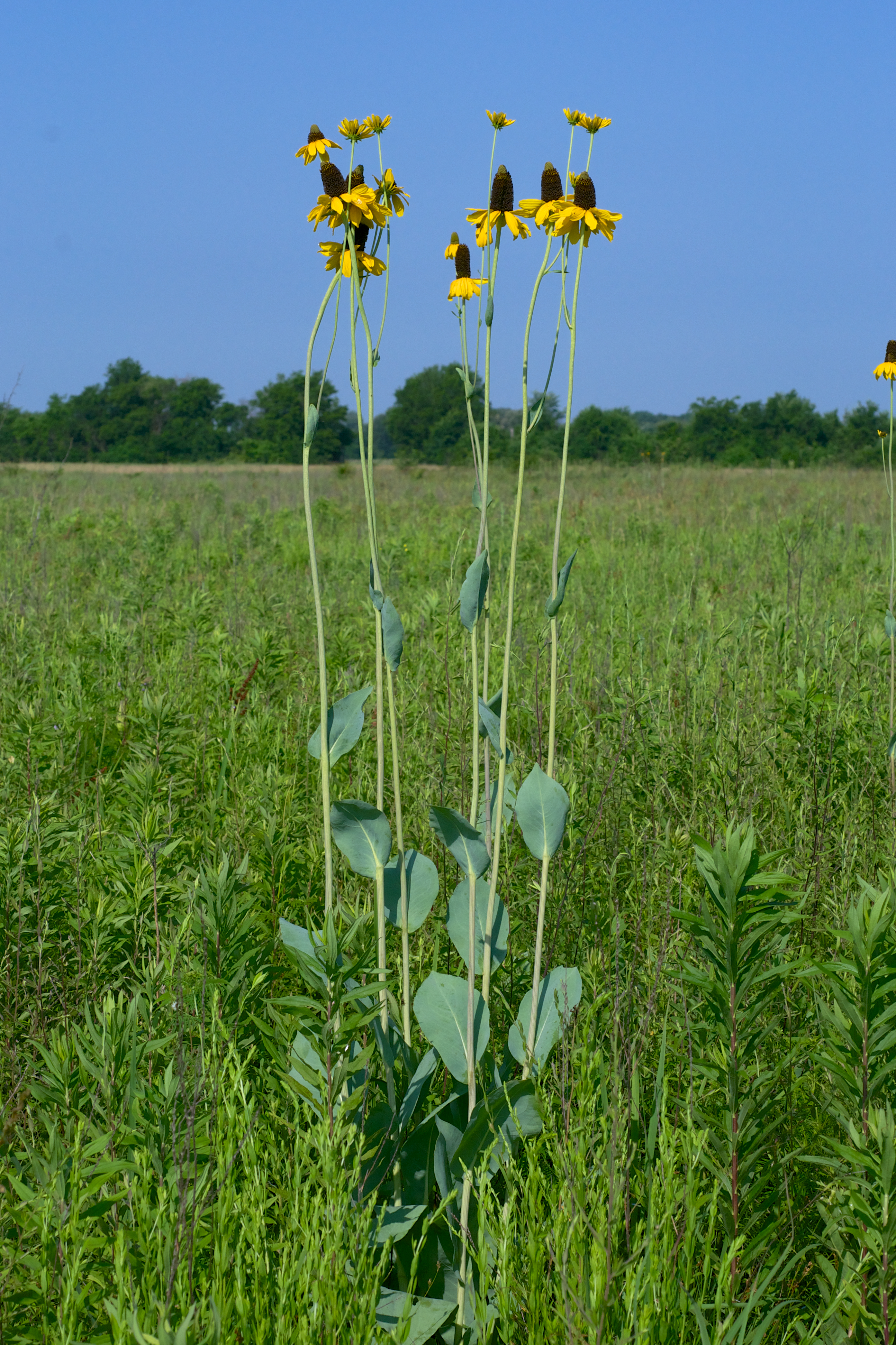Giant Coneflower