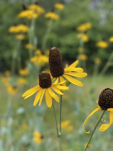 Giant Coneflower