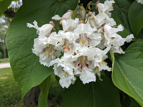 Northern Catalpa