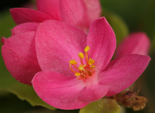 Coral Bells