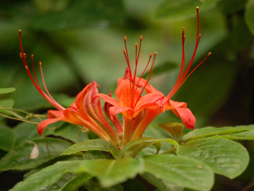 Azalea