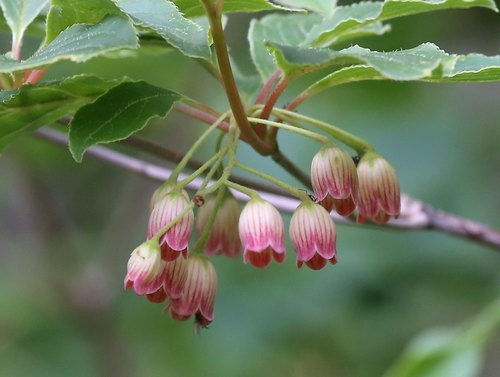 Redvein Enkianthus