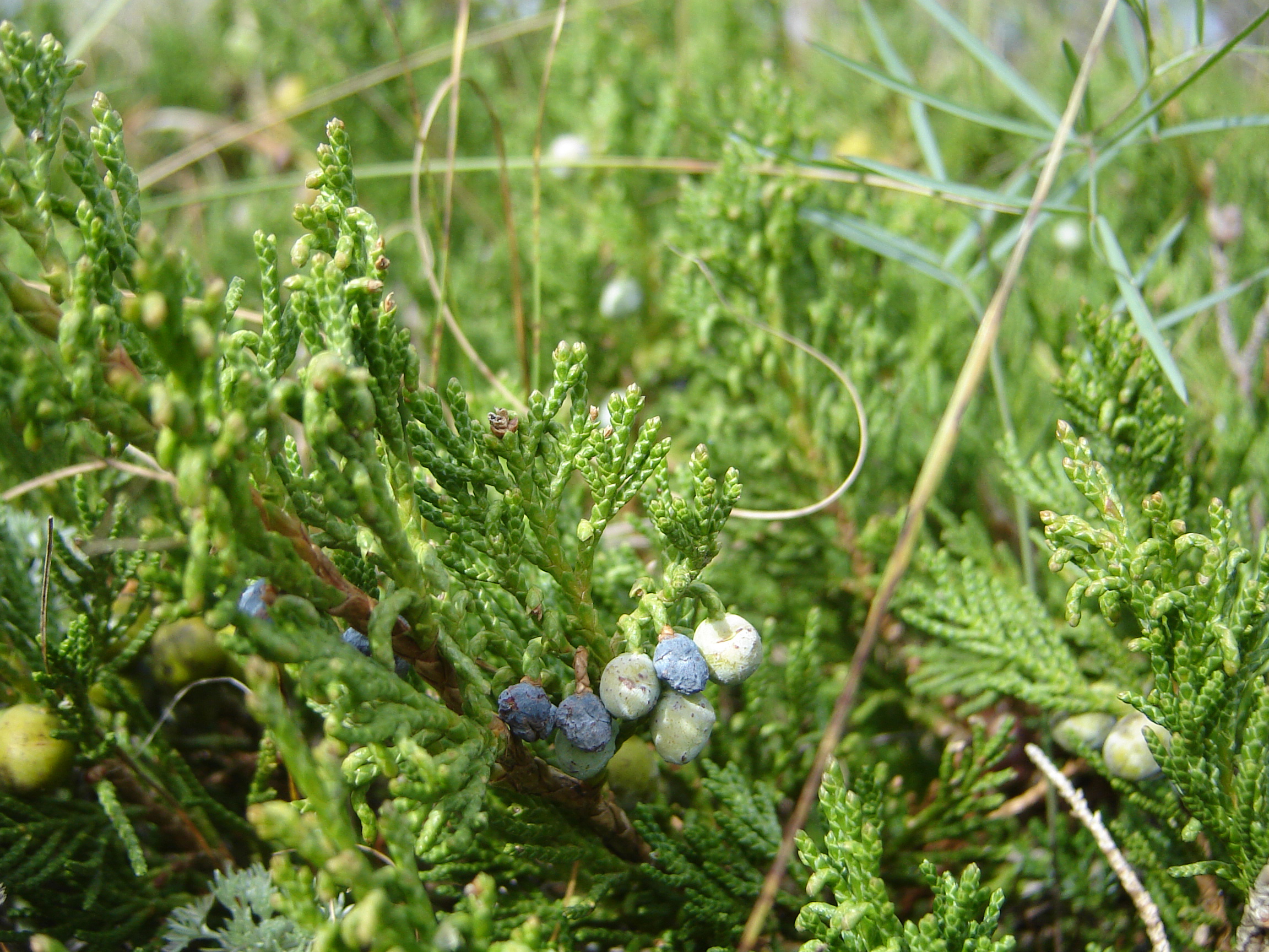 Andorra Juniper