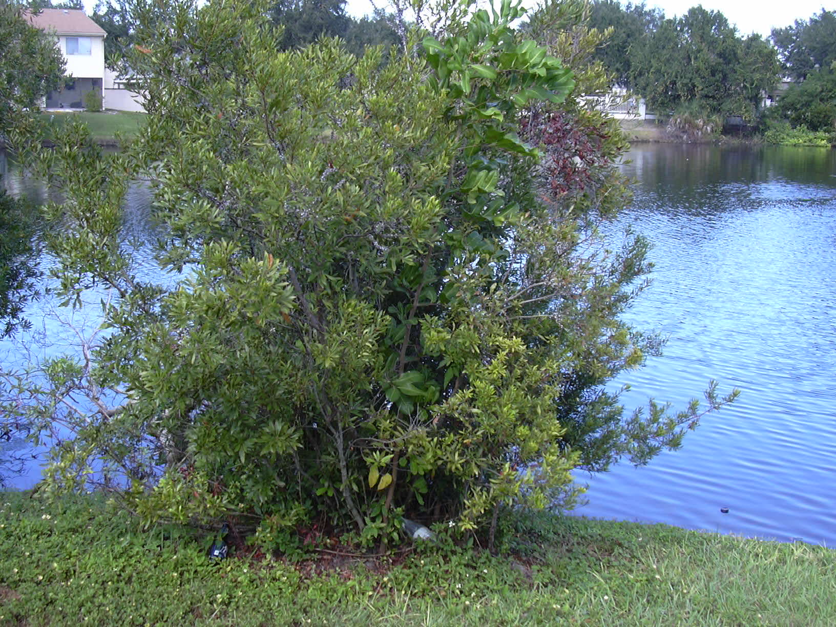 Don's Dwarf Wax Myrtle