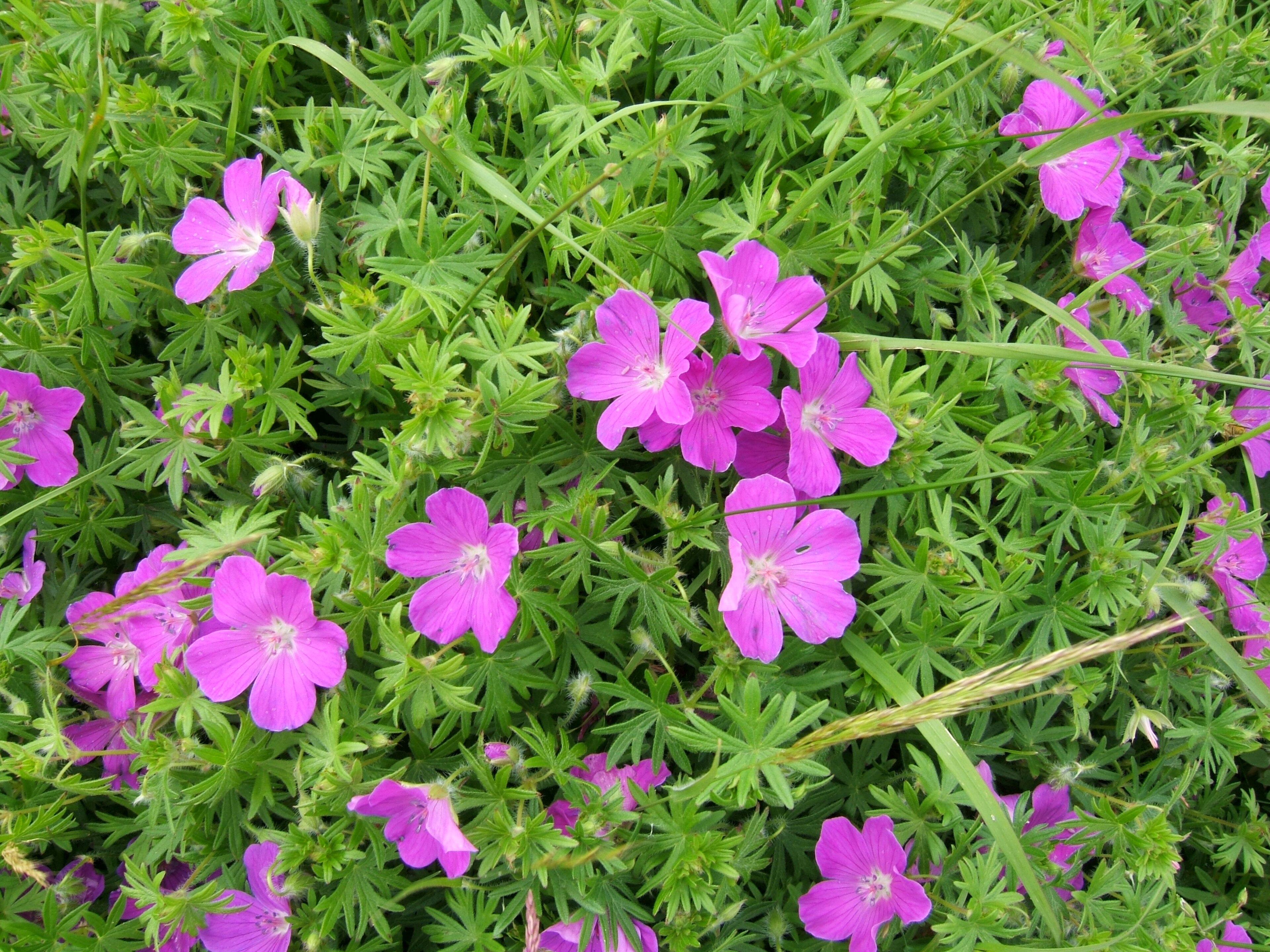 Cranesbill