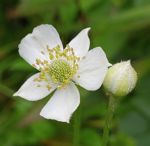 Tall Thimbleweed
