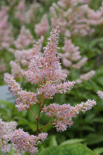 Astilbe