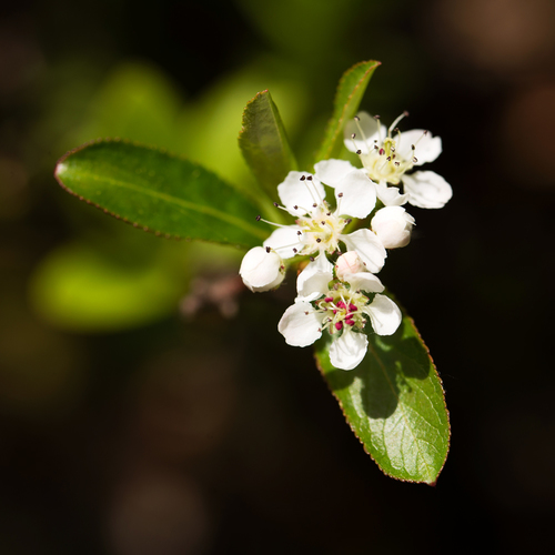 Proven Winners Chokeberry True