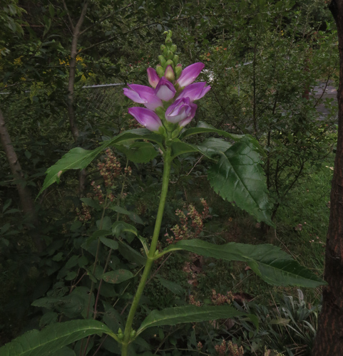 Turtlehead