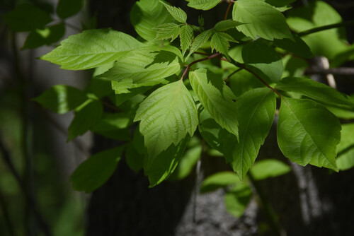 Box Elder Maple