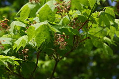Cascadia Korean Maple