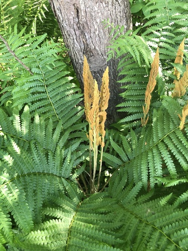 Cinnamon Fern