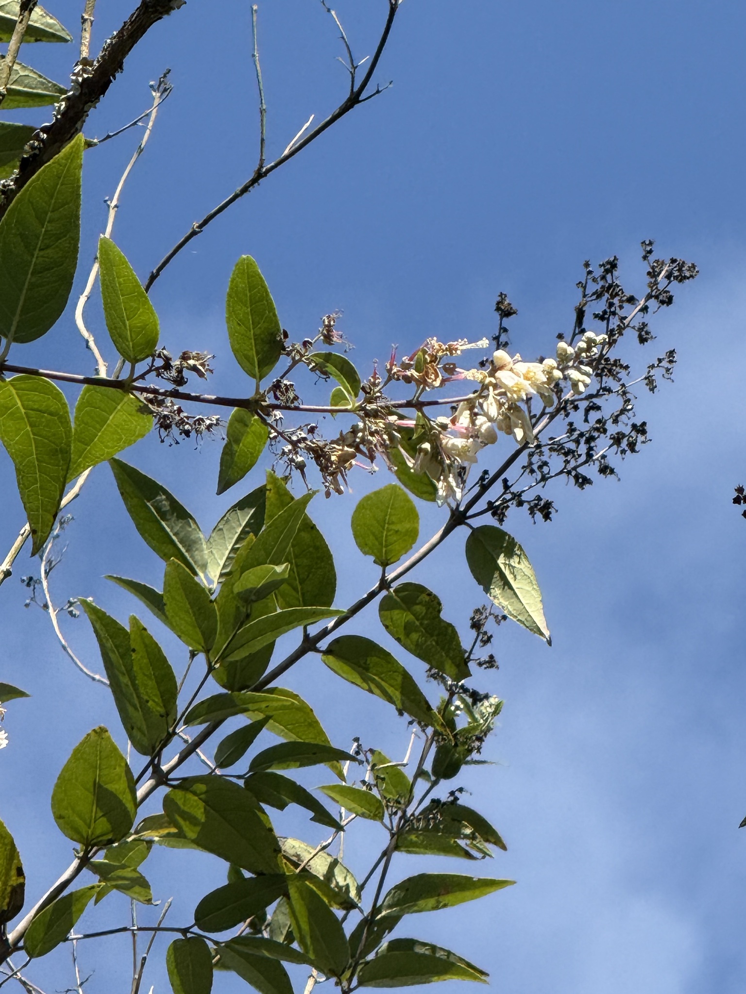 Deutzia True