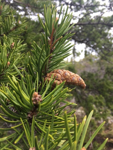 Jack Pine 'Uncle Fogy'