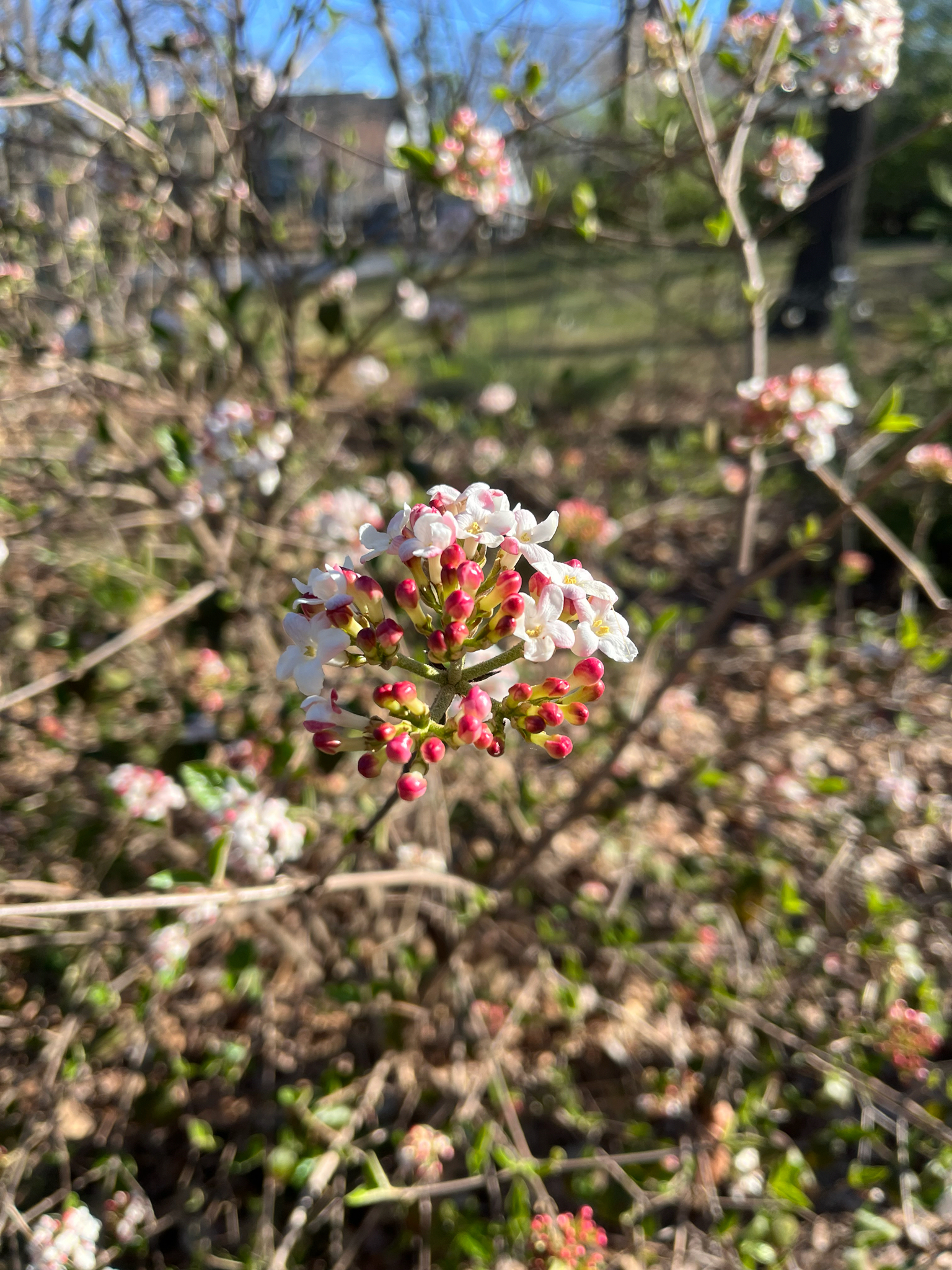 Mohawk Viburnum