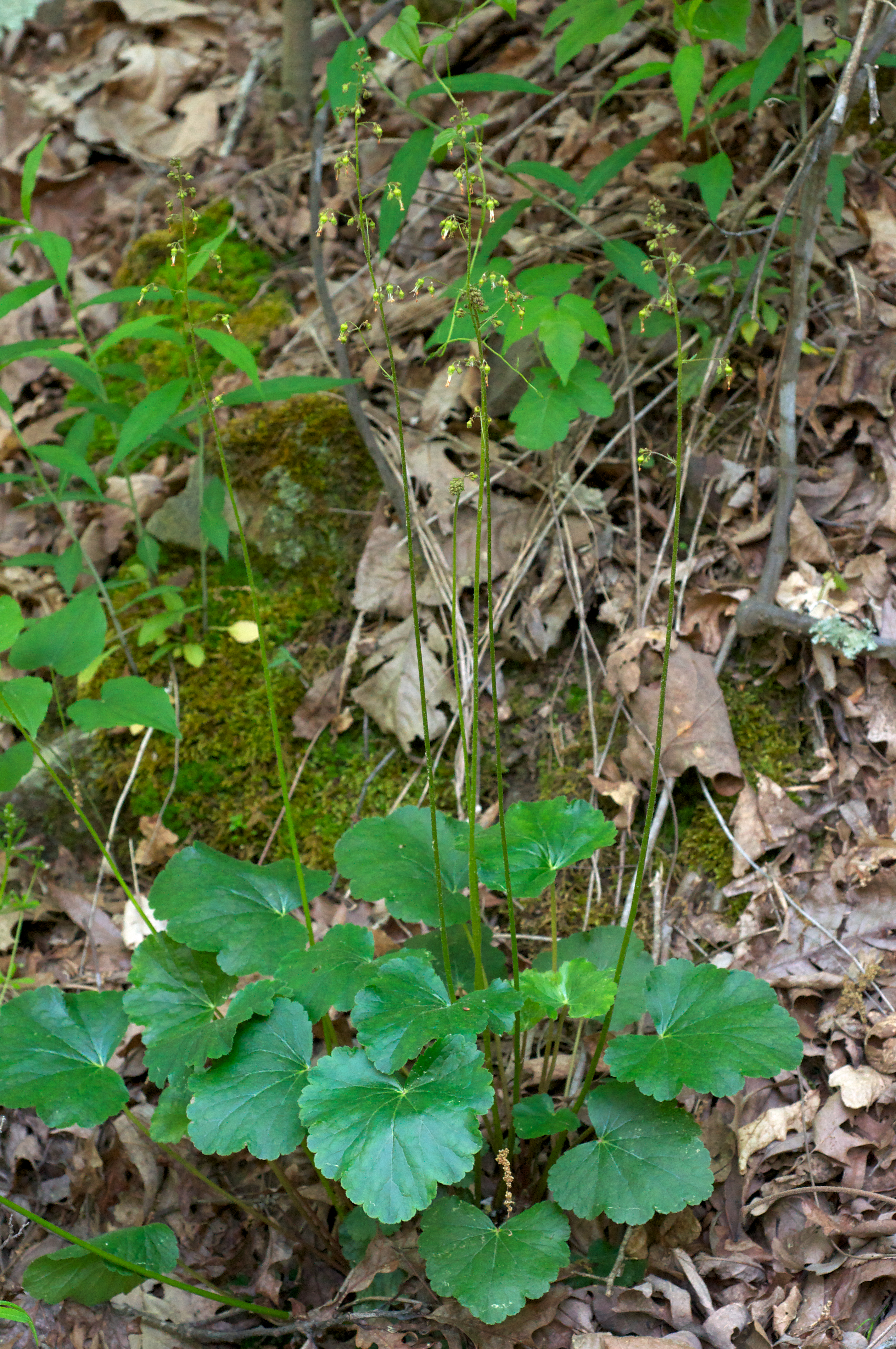Coral Bells