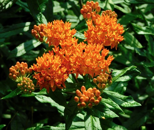 Butterfly Weed