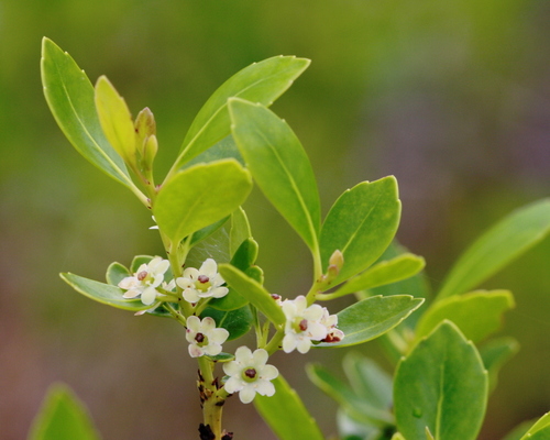 Inkberry Holly
