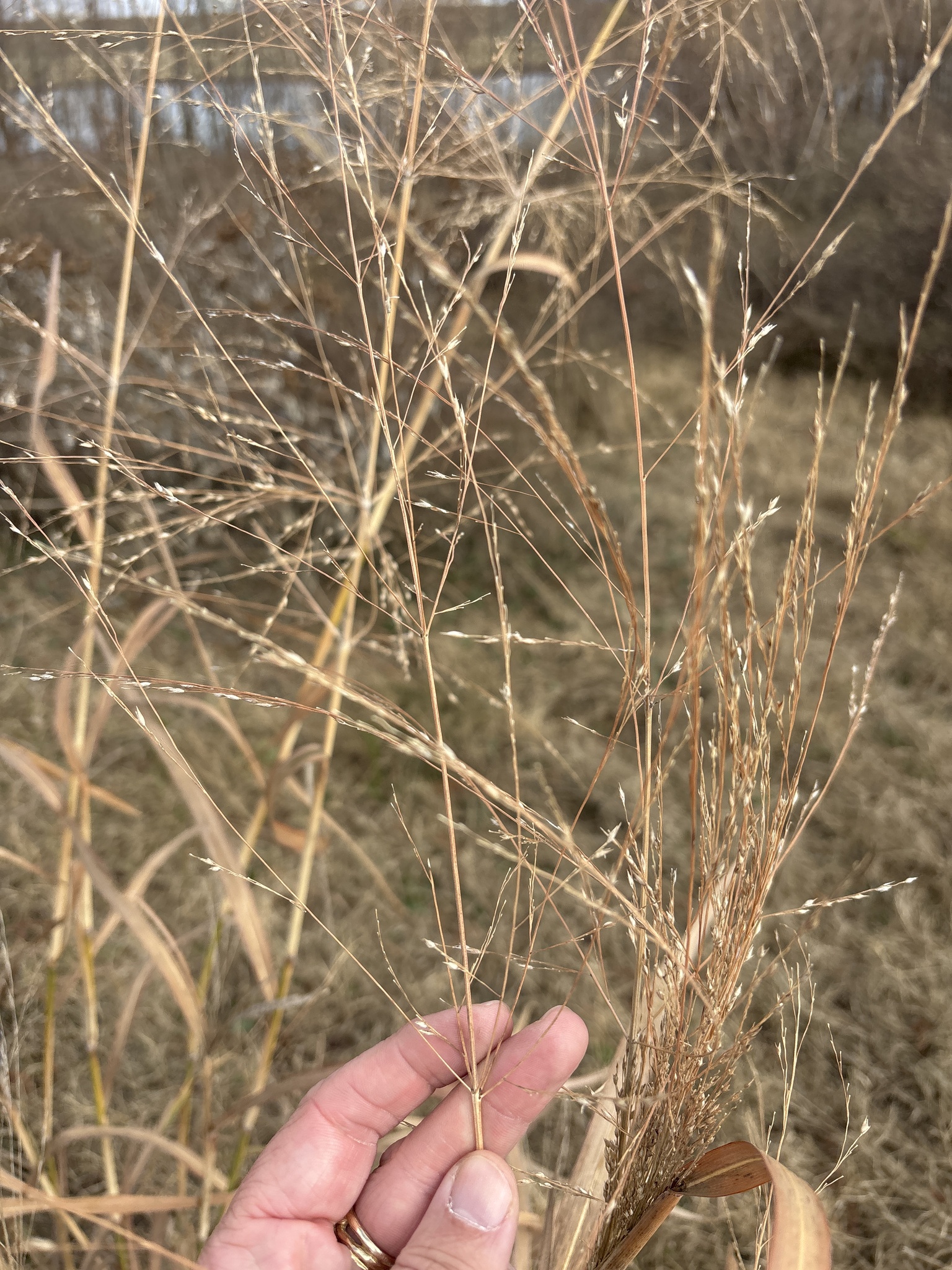 Switchgrass 'Cheyenne Sky'