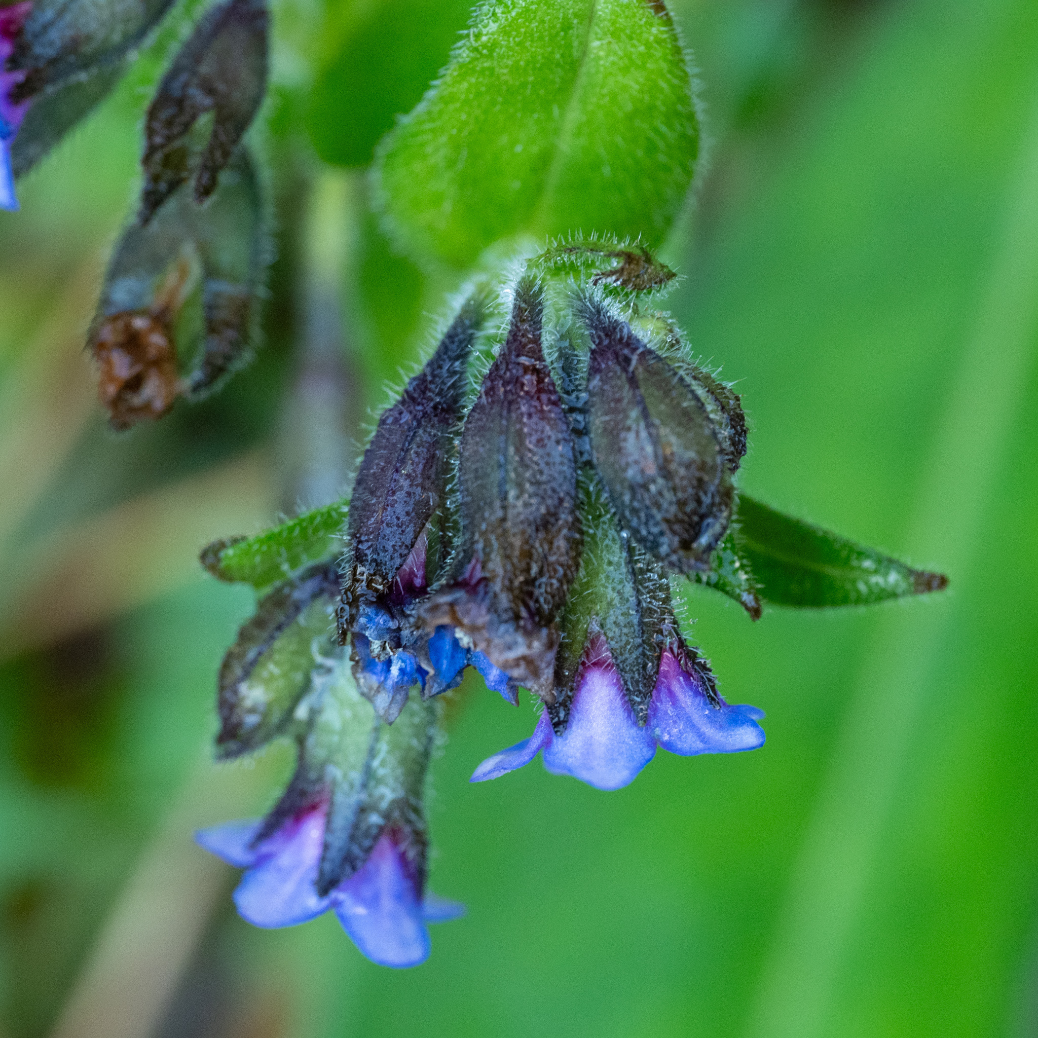 Lungwort