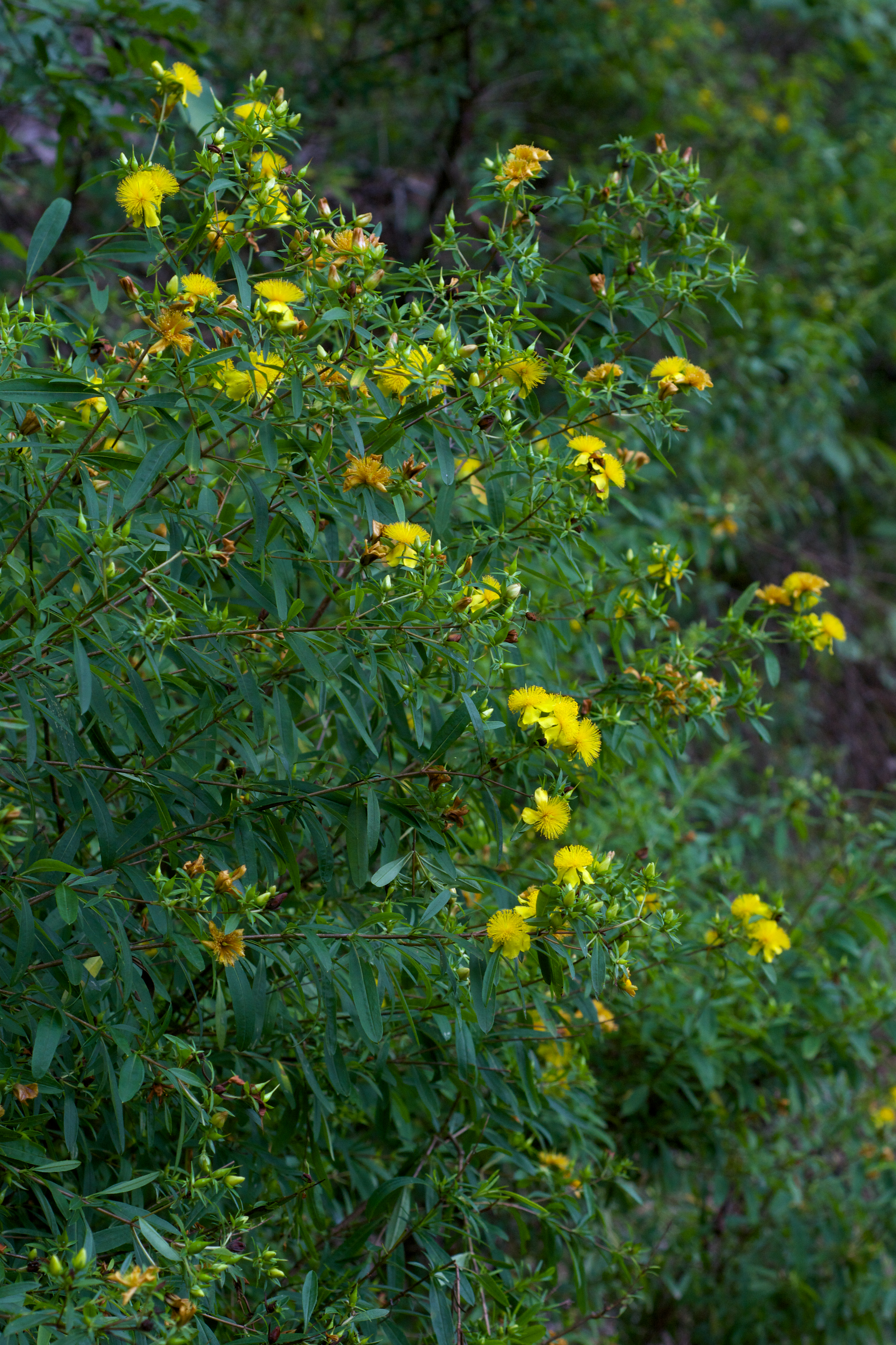 Shrubby St. John's Wort