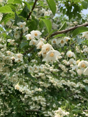 Japanese Snowbell 'Fragrant Fountain'